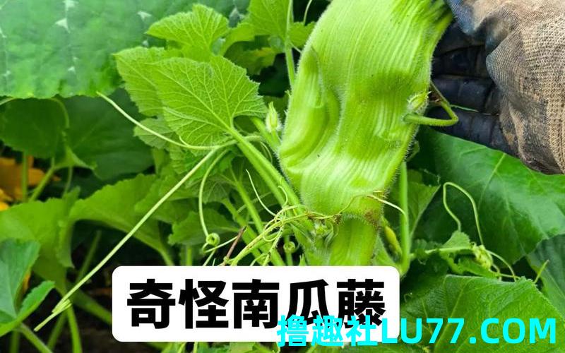 梦见 南瓜藤
