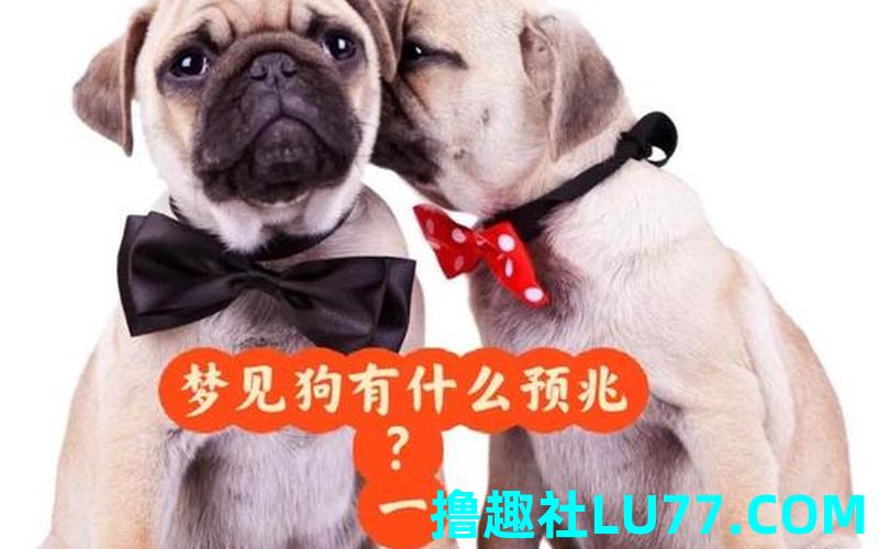 梦见家狗回家 梦见家狗回家