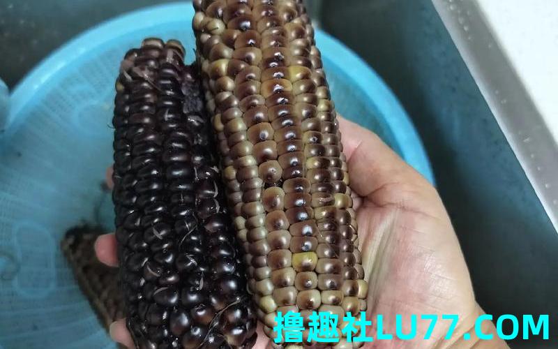 梦见玉米黑了