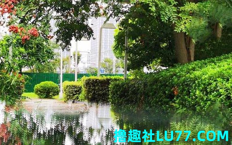 梦见栾 梦见栾