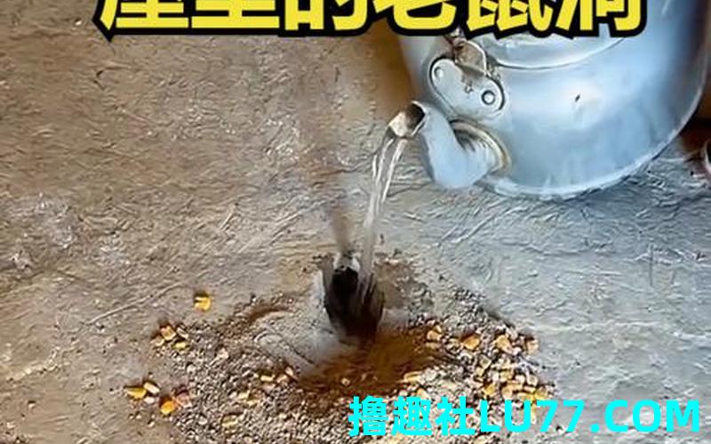 梦见鼠出洞