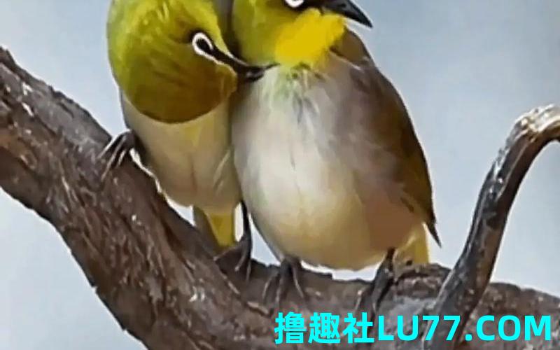 梦见鸟和人