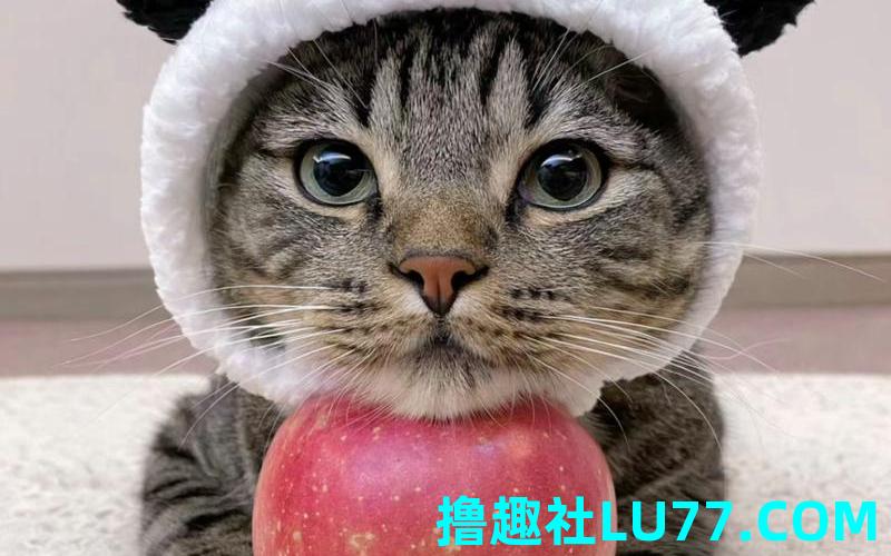 梦见蒸小猫
