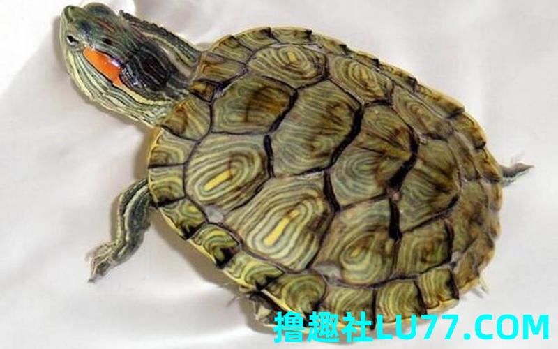 梦见彩色乌龟