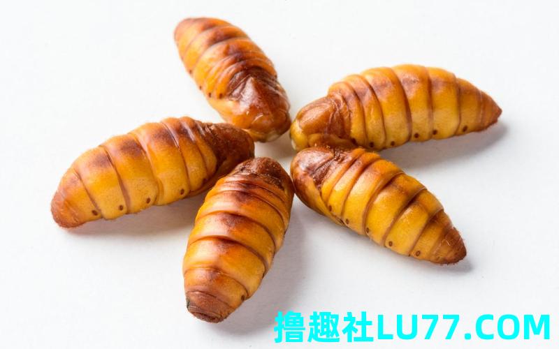 梦见蛹