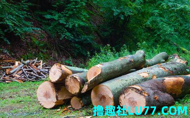 梦见把树砍倒了是什么意思
