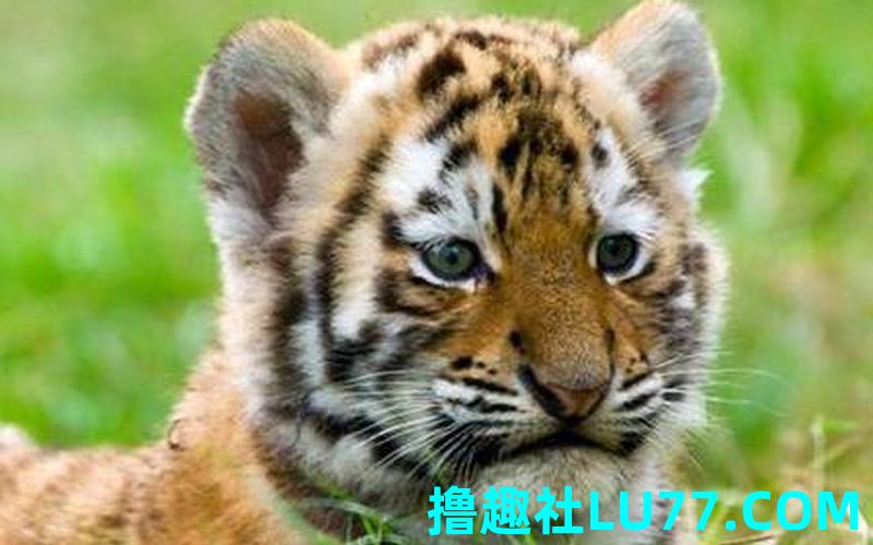 孕期梦见好多小动物 孕期梦见好多小动物