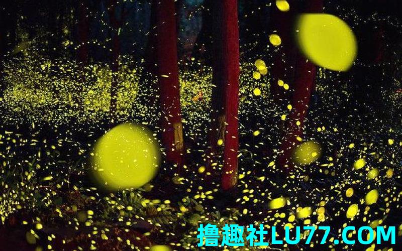 梦见浅