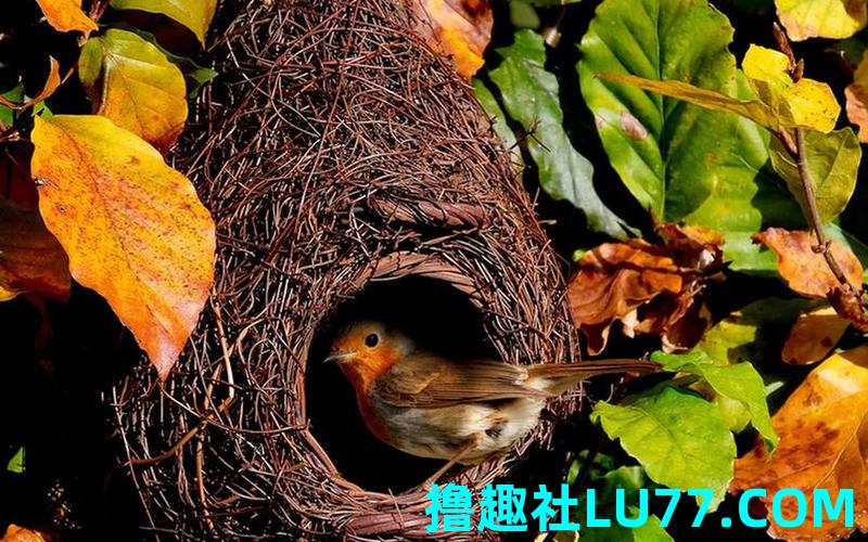 梦见鸟在家里筑巢
