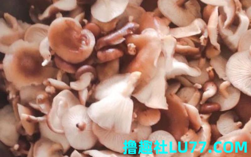 梦见茹 梦见茹