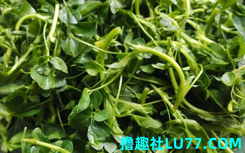 苜蓿梦见肉