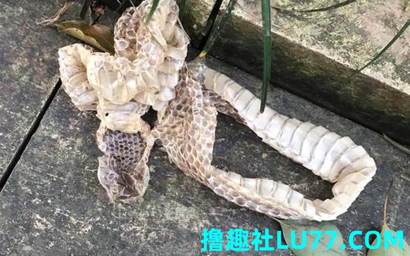 梦见蟒蛇蜕皮 梦见蟒蛇蜕皮