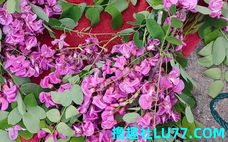 梦见红槐花 梦见红槐花