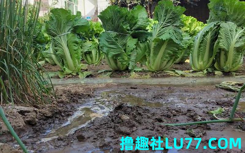 梦见白菜地是什么意思