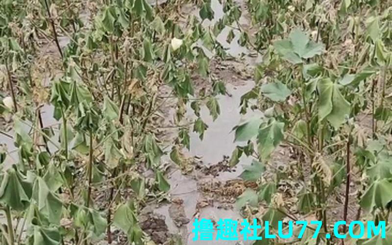 梦见烂棉花 梦见烂棉花