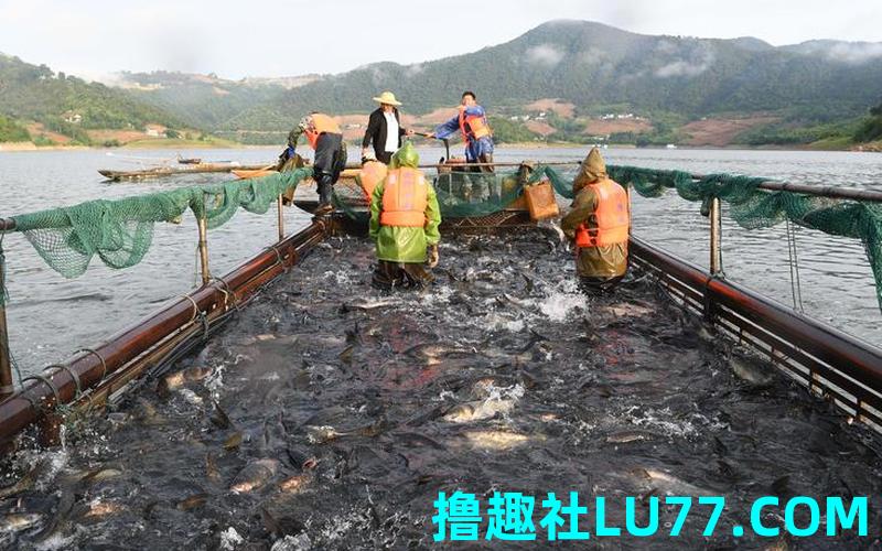 梦见请人网鱼