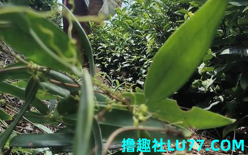 梦见铲油菜 梦见铲油菜