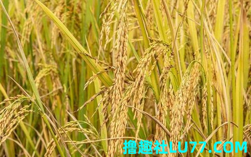 梦见禾苗长出稻穗