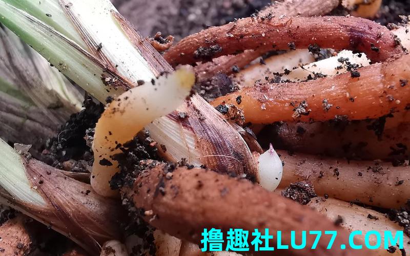 梦见吃兰花根 梦见吃兰花根