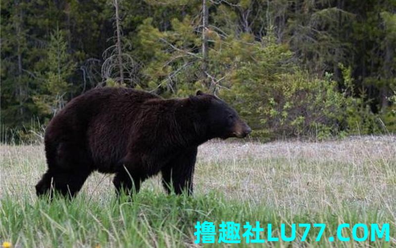 梦见黑熊 周公解梦