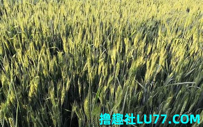 梦见麦子了