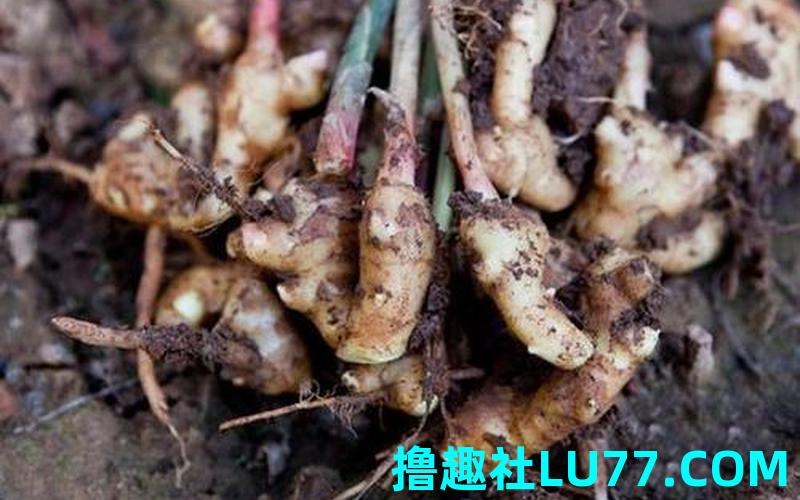 梦见洒姜片 梦见洒姜片