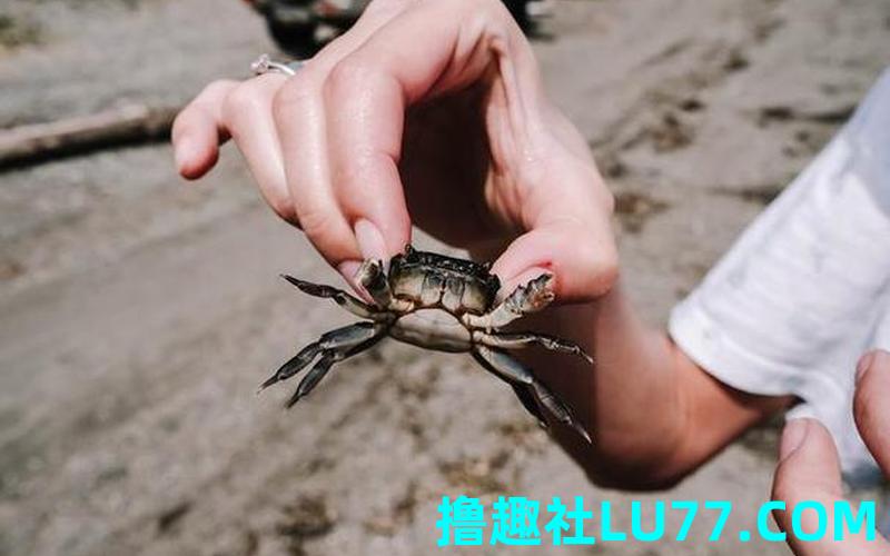 梦见自己被螃蟹夹