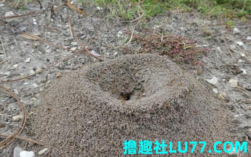 梦见蚂蚁出洞 梦见蚂蚁出洞