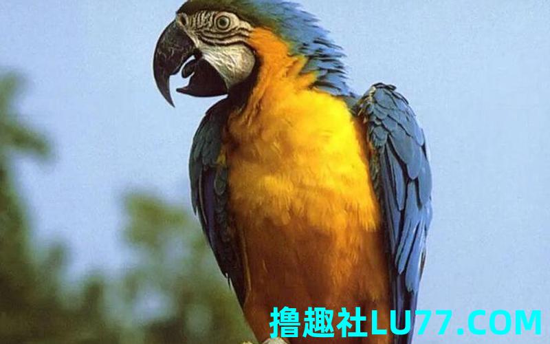 梦见鸟 说话