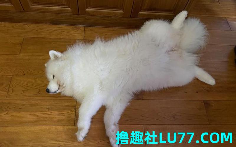 梦见红狗睡觉