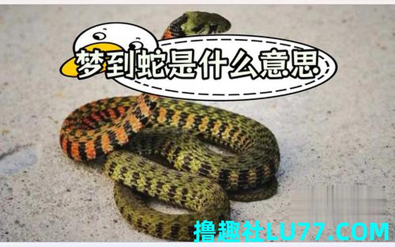 梦见蛇与猪斗 梦见蛇与猪斗