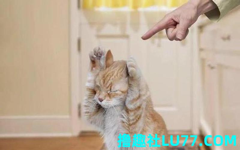 梦见老爸打猫