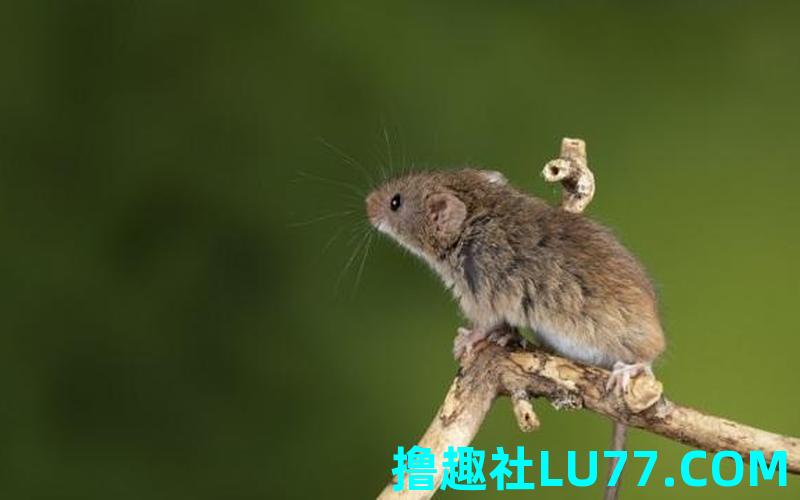 梦见好大一只巨大老鼠 梦见好大一只巨大老鼠