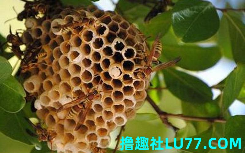 梦见黑白色蛇