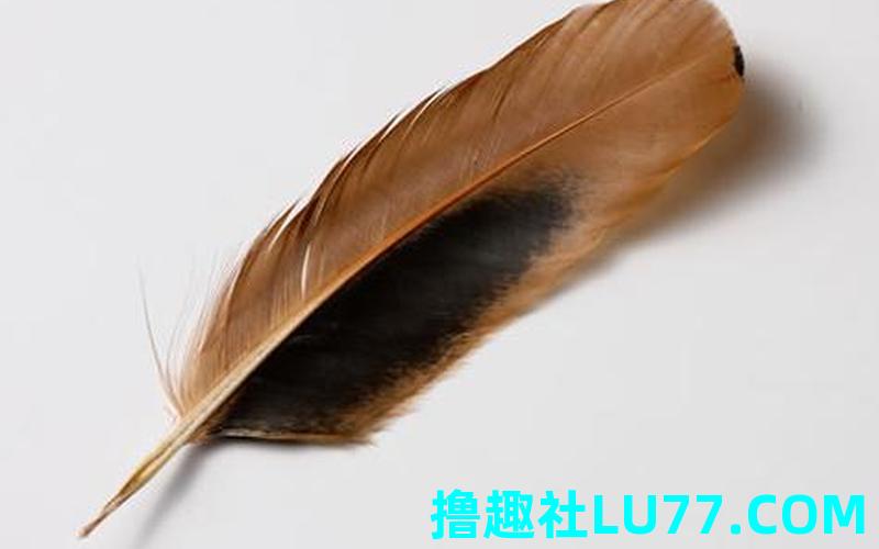 梦见鸡毛很多 梦见鸡毛很多