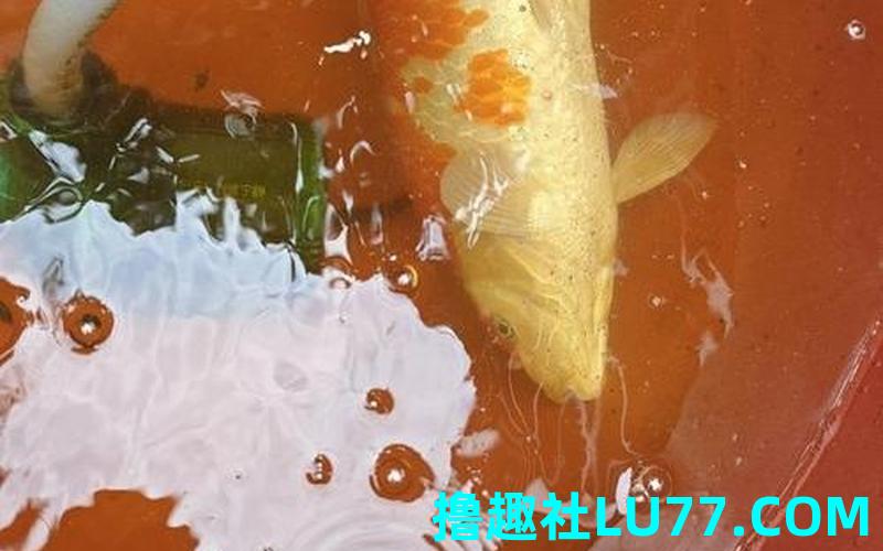 梦见鱼翻白肚皮 梦见鱼翻白肚皮