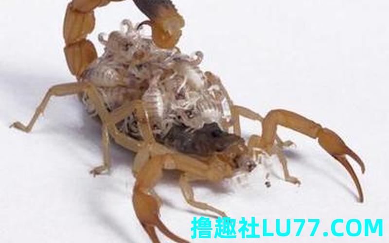 梦见毒蝎子