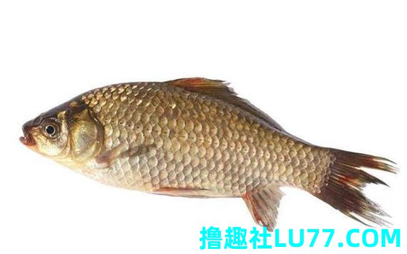 梦见捉了好多鲫鱼