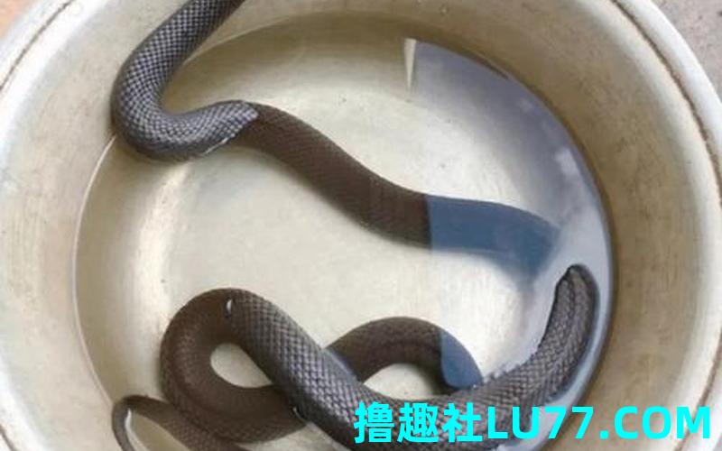 梦见好多乌梢蛇 梦见好多乌梢蛇