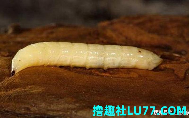 梦见吐蛆 梦见吐蛆