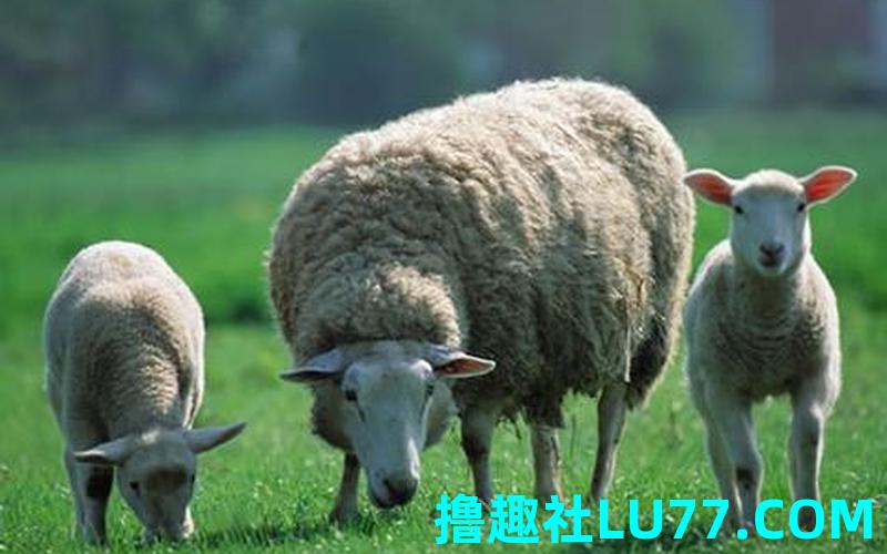 梦见敖绵羊