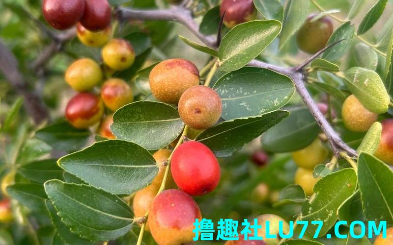 梦见野枣子