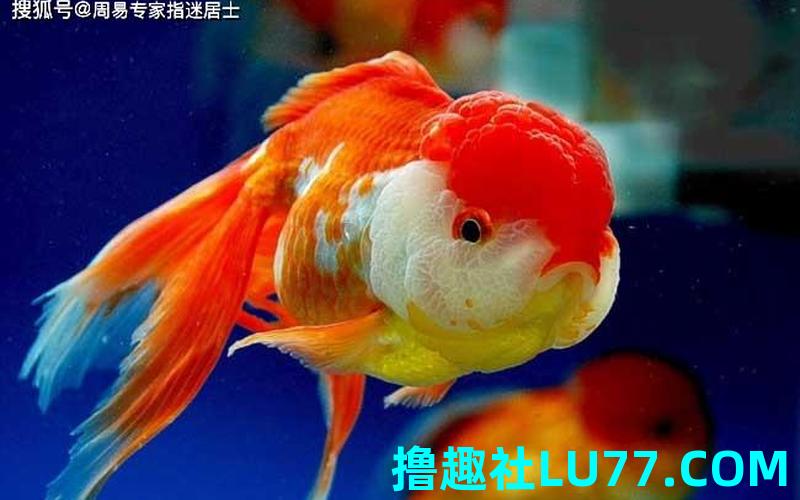 梦见抓住金鱼 梦见抓住金鱼