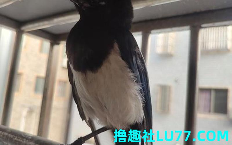 梦见家里飞来鸟