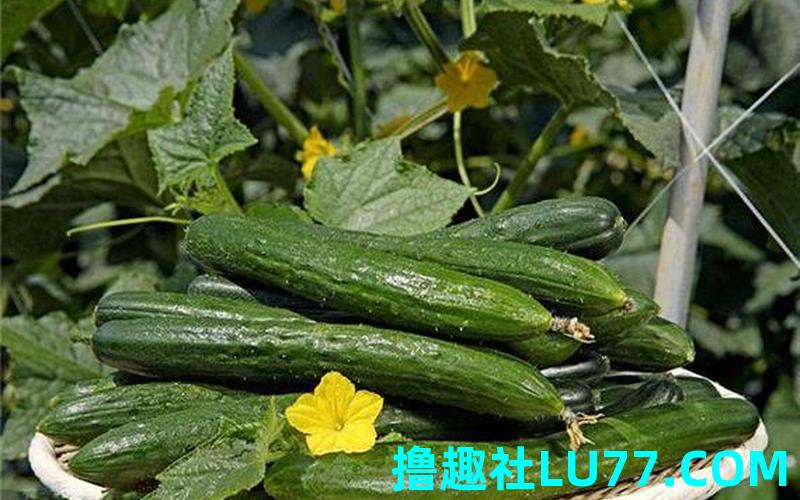 梦见路上捡黄瓜
