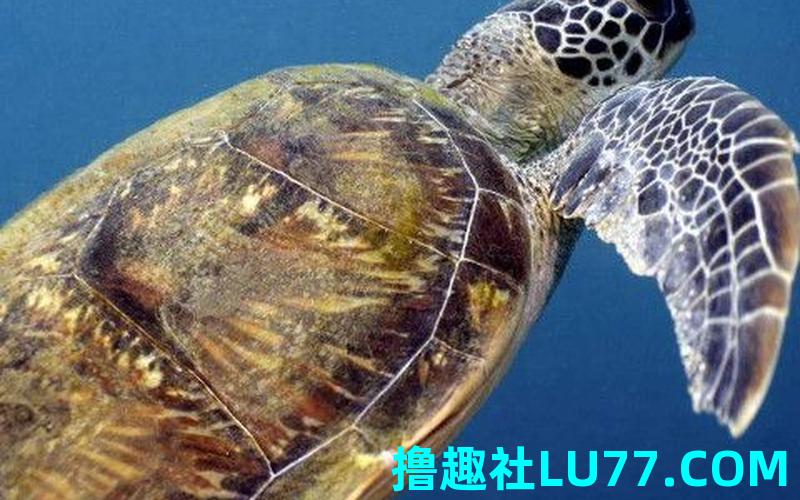 孕妇梦见大海龟是什么意思