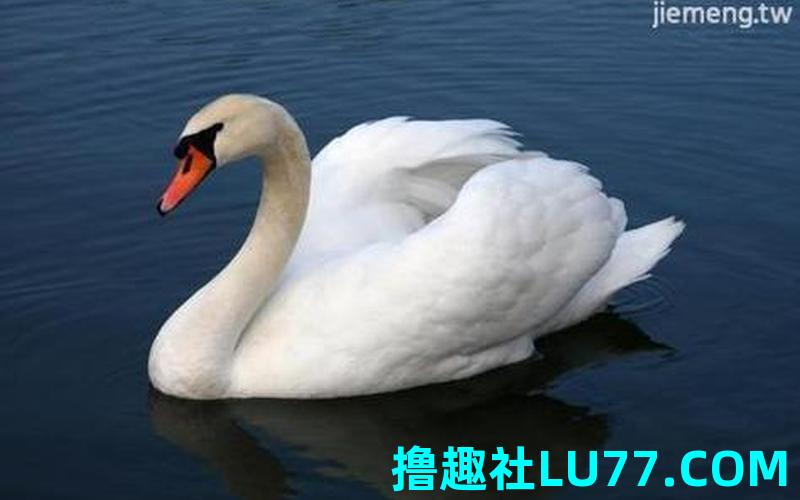梦见一群黑天鹅 梦见一群黑天鹅