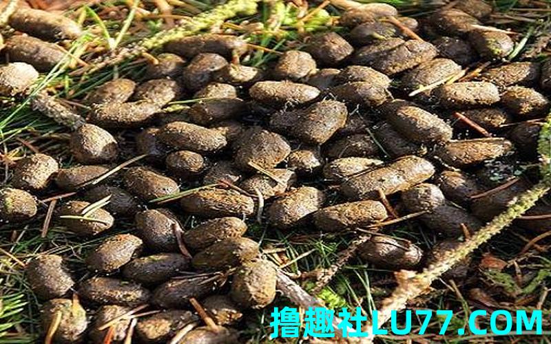 梦见手里抓着屎 梦见手里抓着屎