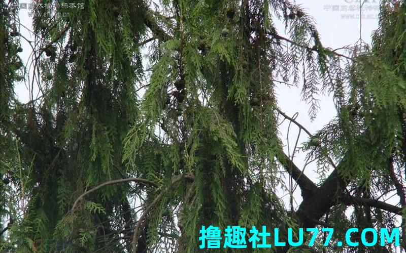 梦见种柏树