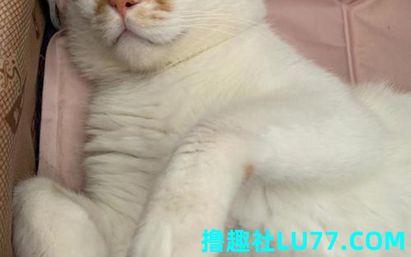 梦见黄猫咬我